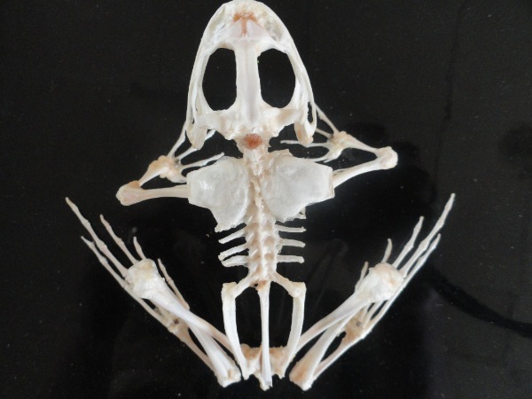 Article : Tombés sur des os.