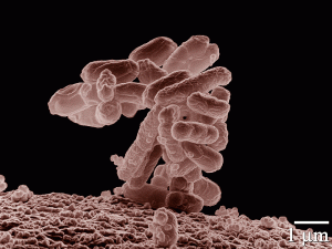 Article : Elever ses bactéries à la maison