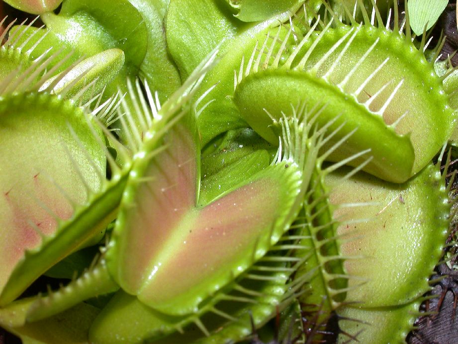 Article : La muscu des plantes carnivores