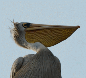 Le grand Pélican blanc