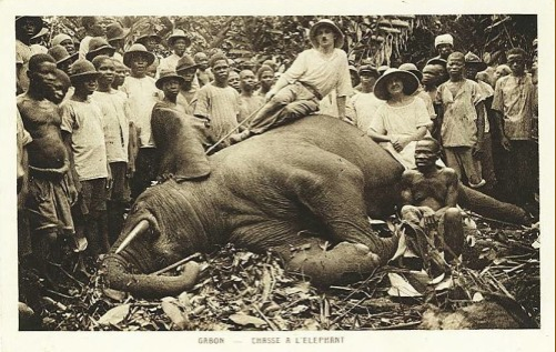Gabon - Chasse à l'éléphant