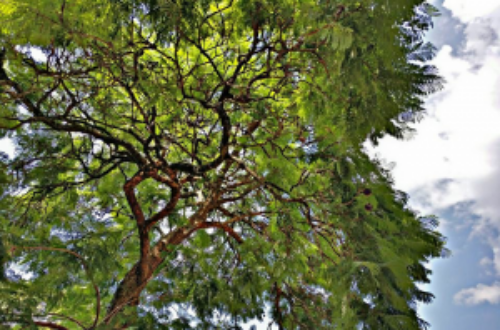 Article : Au Rwanda, l’opération de biodiversité numérique « J’emporte mon arbre »