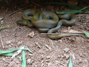 Article : Six attitudes à adopter face à un serpent