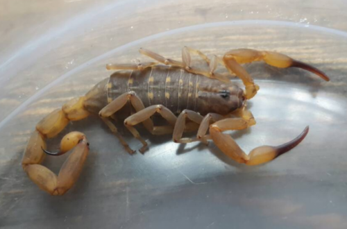 Article : Ces scorpions sont-ils dangereux ? [courrier des lecteurs]