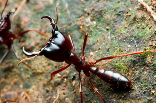 Article : Attaque de fourmis légionnaires [Vidéo]