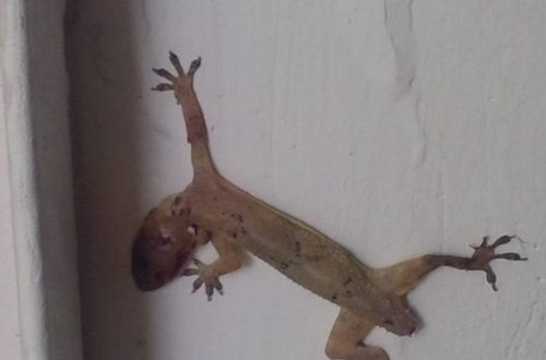 Article : Il est mort le gecko ? [Courrier des lecteurs]