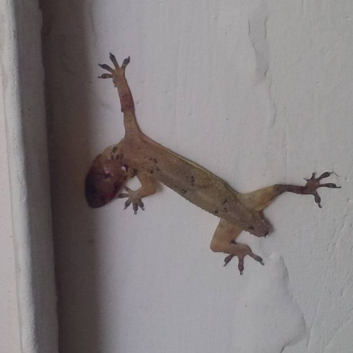 Gecko mur accroché