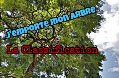 Article : « J’emporte mon arbre » : la classification