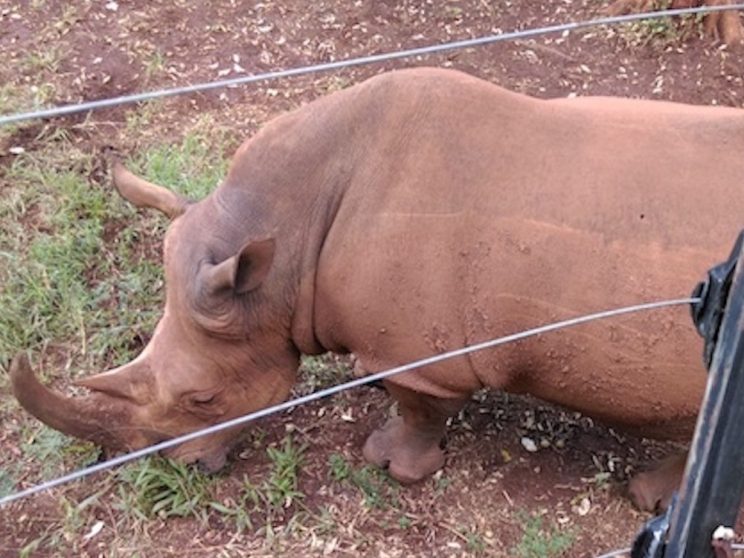 Article : Le Rhino en ville, derrière la clôture électrique