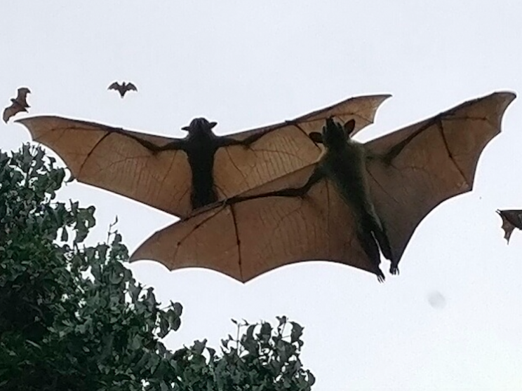 roussettes paillees Roussettes paillées en plein vol. Eric Leeuwerck CC-BY-NC